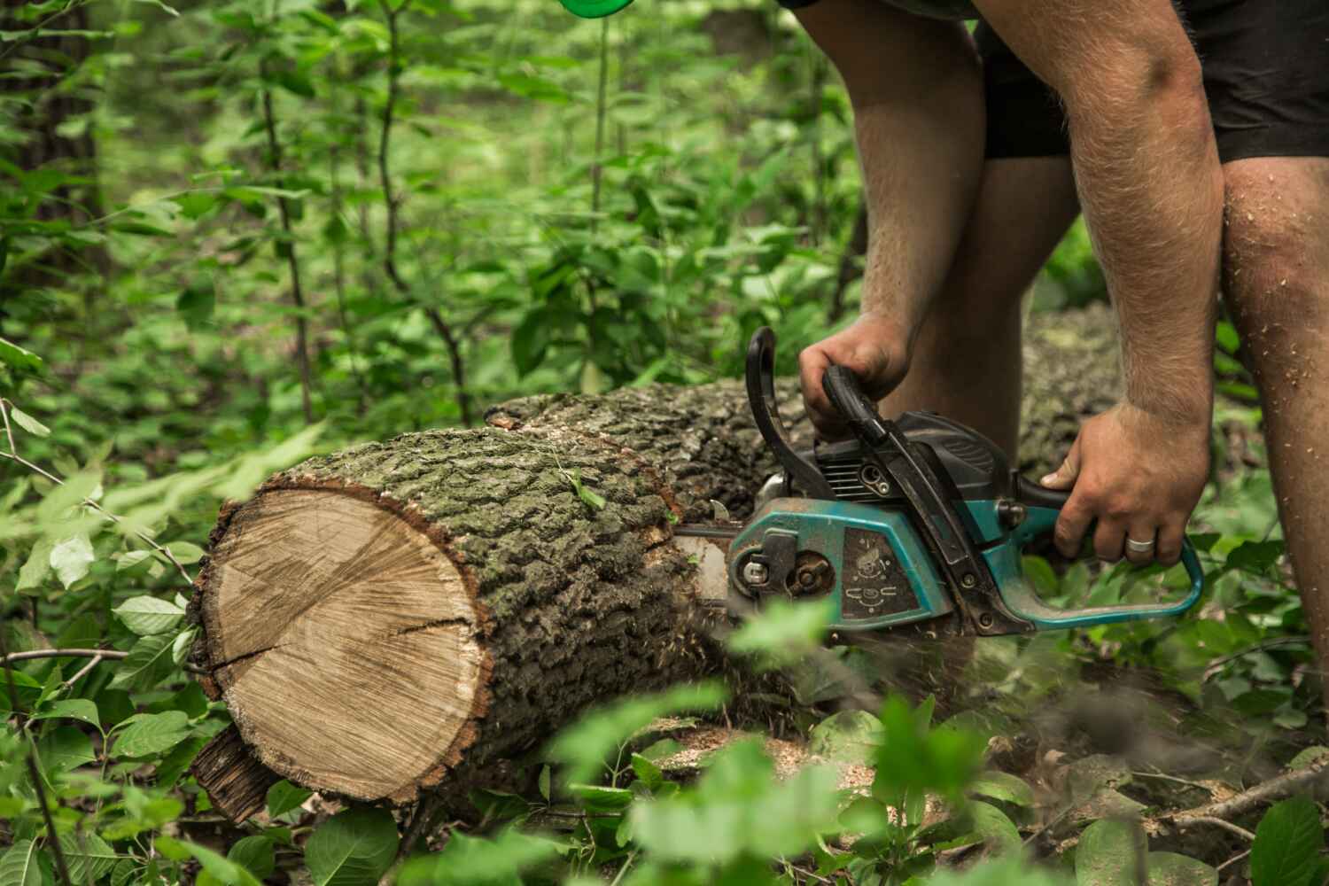 Best Tree Care Services  in Hillsdale, MI